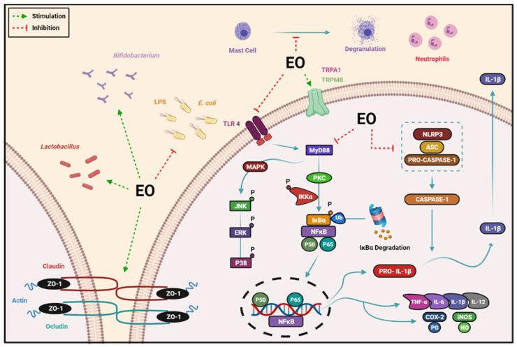 https://cdn.ncbi.nlm.nih.gov/pmc/blobs/e2f4/10377445/b32748cbcd20/biomolecules-13-01144-g006.jpg