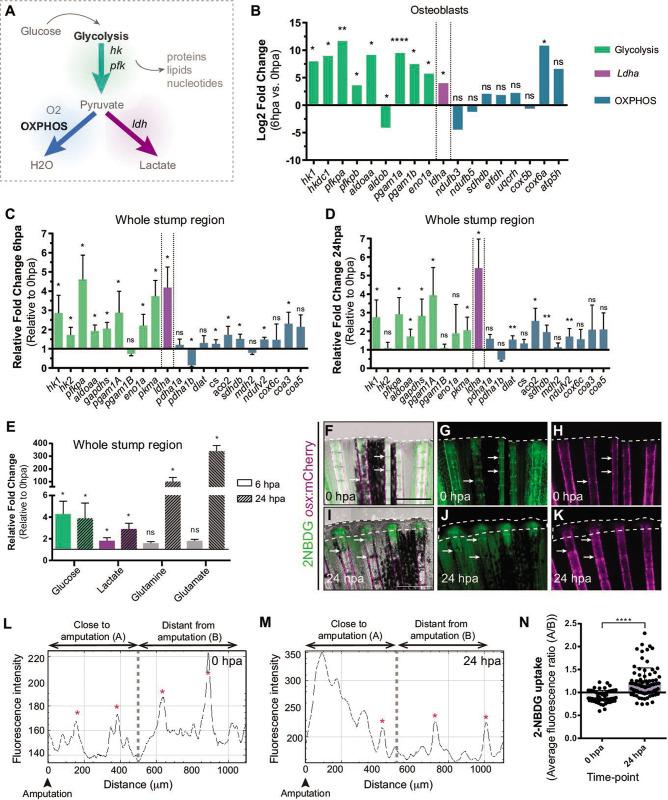 https://cdn.ncbi.nlm.nih.gov/pmc/blobs/e304/9395193/13b1c9d9b75c/elife-76987-fig2.jpg
