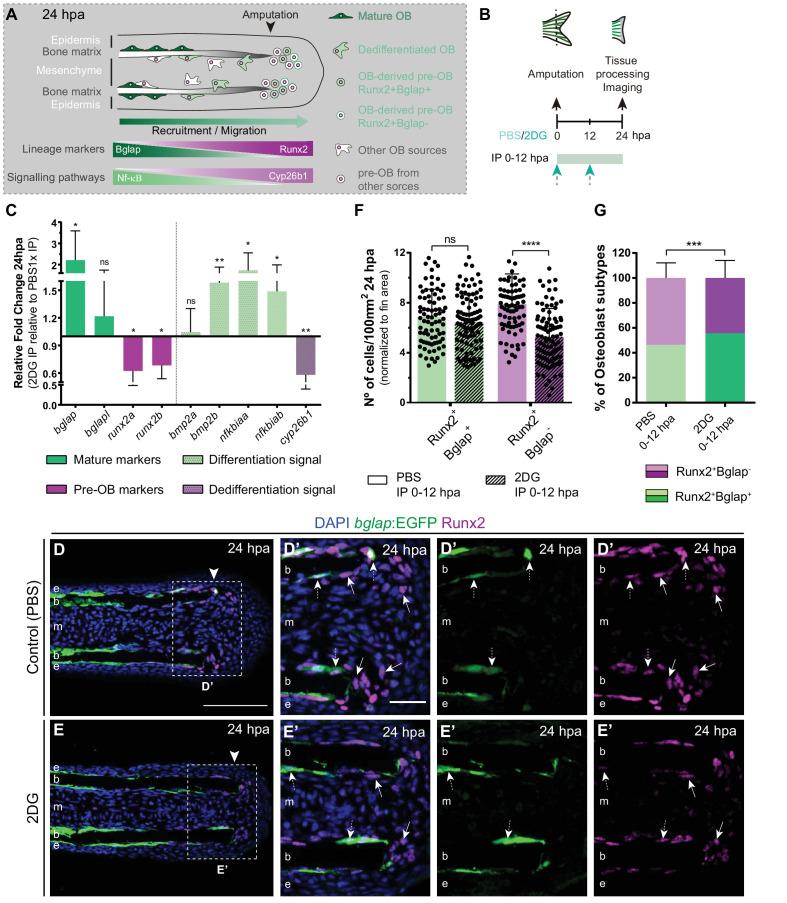 https://cdn.ncbi.nlm.nih.gov/pmc/blobs/e304/9395193/1af1cb5078b9/elife-76987-fig4.jpg