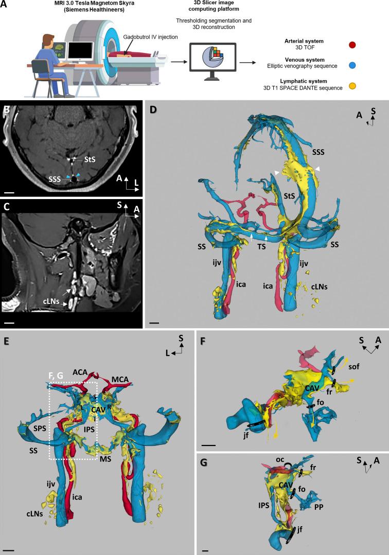 https://cdn.ncbi.nlm.nih.gov/pmc/blobs/e34b/9253621/8c21581f772c/JEM_20220035_Fig6.jpg