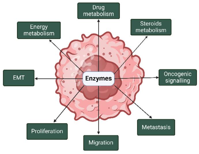 https://cdn.ncbi.nlm.nih.gov/pmc/blobs/e358/11988166/295815b570ff/cells-14-00468-g002.jpg