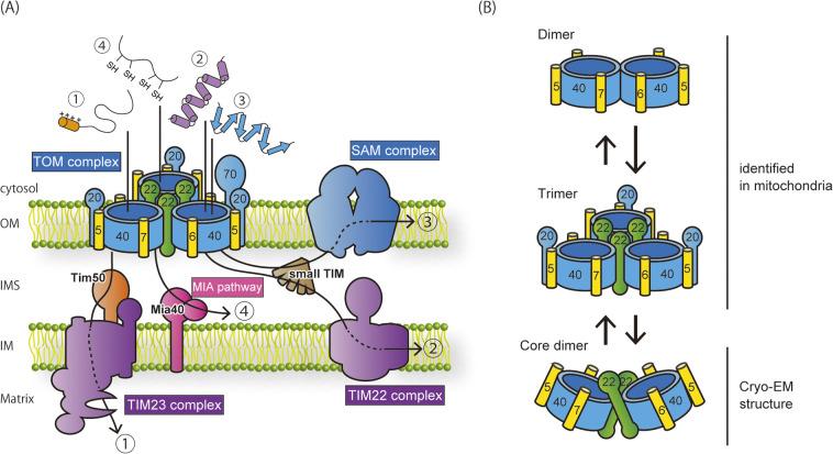 https://cdn.ncbi.nlm.nih.gov/pmc/blobs/e361/9260164/8a2faae3c68a/19_e190022-g001.jpg