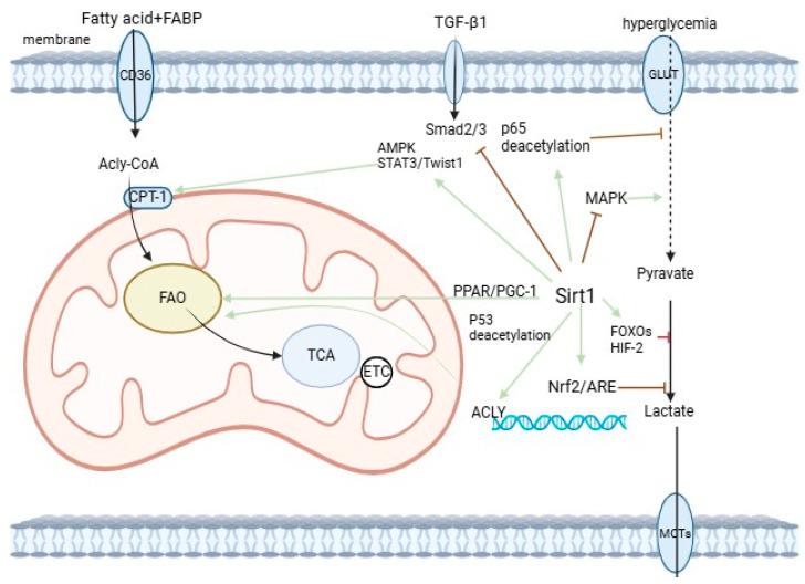 https://cdn.ncbi.nlm.nih.gov/pmc/blobs/e39f/11428497/253e36bd137f/biomedicines-12-01942-g002.jpg