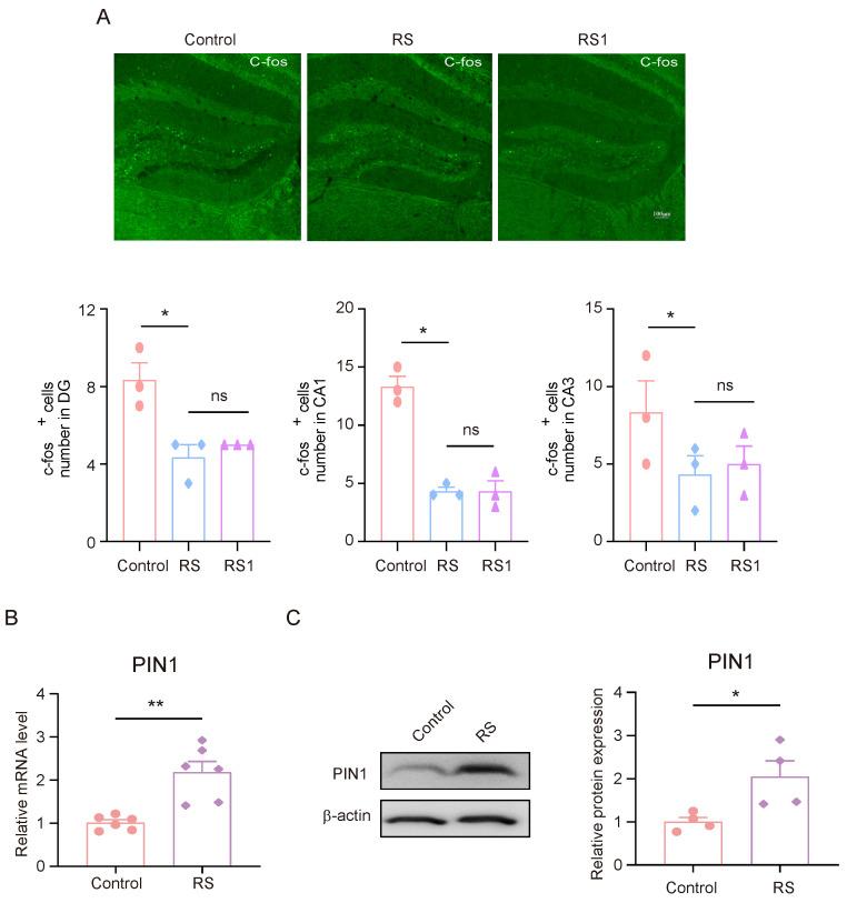 https://cdn.ncbi.nlm.nih.gov/pmc/blobs/e3a2/12025967/cab62ac04dec/brainsci-15-00416-g002.jpg