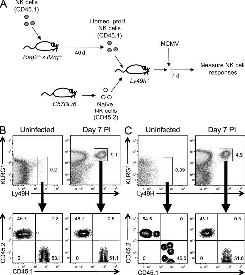https://cdn.ncbi.nlm.nih.gov/pmc/blobs/e3c7/3039854/3c1a2c2d5650/JEM_20100479_GS_Fig6.jpg