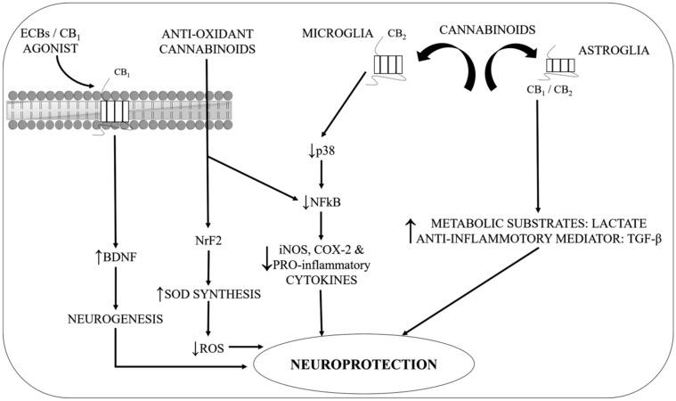 https://cdn.ncbi.nlm.nih.gov/pmc/blobs/e3ca/7504186/6e359071a886/ijms-21-06235-g003.jpg