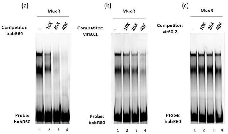 https://cdn.ncbi.nlm.nih.gov/pmc/blobs/e415/7277663/ff7419689b46/biomolecules-10-00788-g005.jpg