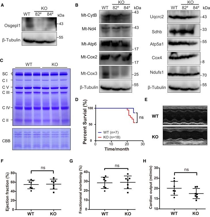 https://cdn.ncbi.nlm.nih.gov/pmc/blobs/e46f/11014344/1997979b7196/gkae013fig6.jpg