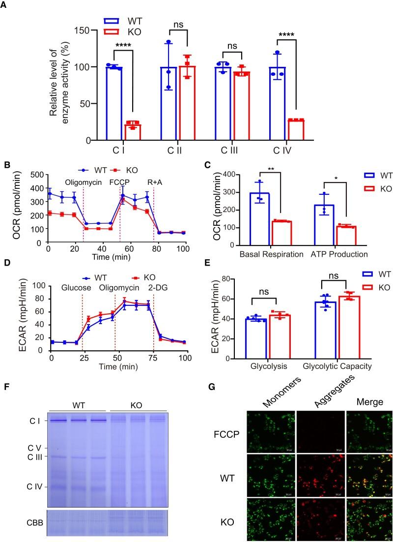 https://cdn.ncbi.nlm.nih.gov/pmc/blobs/e46f/11014344/199a33341e90/gkae013fig4.jpg