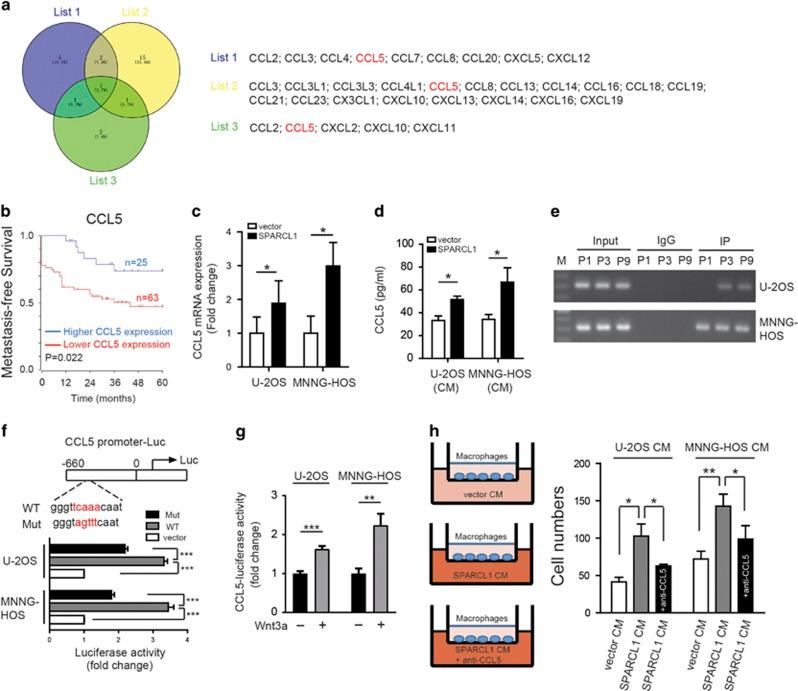 https://cdn.ncbi.nlm.nih.gov/pmc/blobs/e4b6/5851113/1762a5aca7de/onc2017403f6.jpg