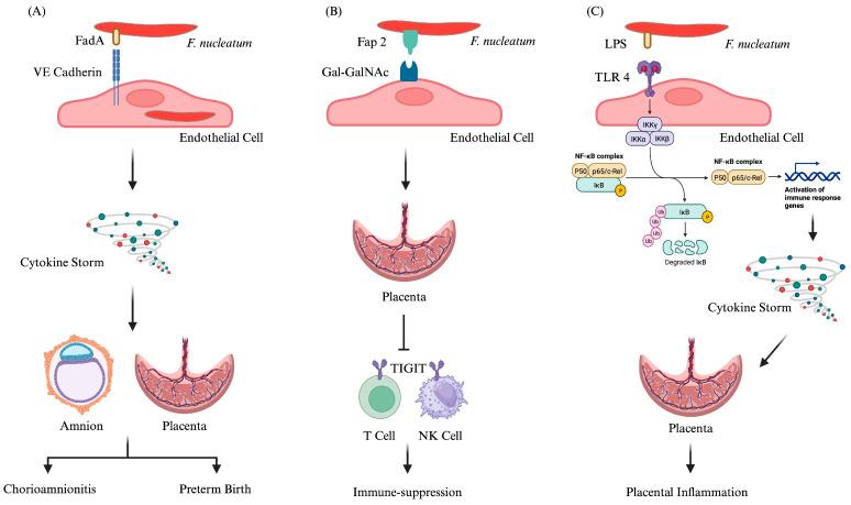 https://cdn.ncbi.nlm.nih.gov/pmc/blobs/e4be/11049087/4e356df93ef2/cells-13-00717-g002.jpg