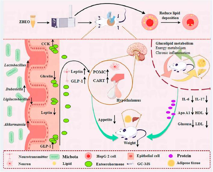 https://cdn.ncbi.nlm.nih.gov/pmc/blobs/e4c1/11962428/1f7cbb606540/fphar-16-1565030-g008.jpg