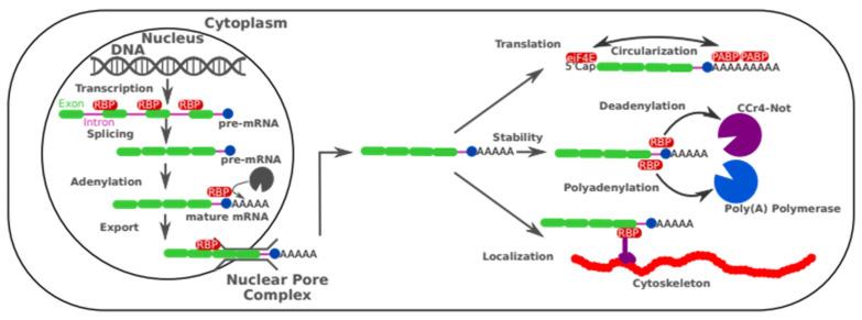 https://cdn.ncbi.nlm.nih.gov/pmc/blobs/e4e2/10742114/f97bc7a057af/cells-12-02794-g001.jpg
