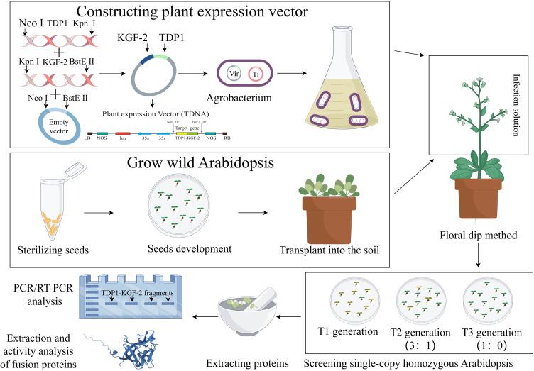 https://cdn.ncbi.nlm.nih.gov/pmc/blobs/e4fb/12124295/c6604d84169a/peerj-13-19440-g001.jpg