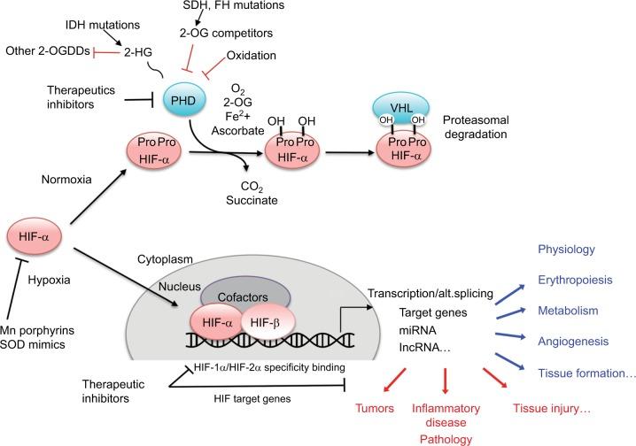 https://cdn.ncbi.nlm.nih.gov/pmc/blobs/e50f/5359007/cdac46e47328/hp-5-011Fig1.jpg