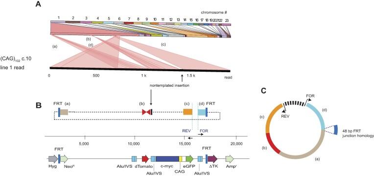 https://cdn.ncbi.nlm.nih.gov/pmc/blobs/e523/11161834/bd56c1a19018/zcae027fig5.jpg