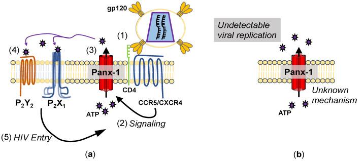 https://cdn.ncbi.nlm.nih.gov/pmc/blobs/e527/9323506/24ddbdd19dca/cells-11-02245-g001.jpg