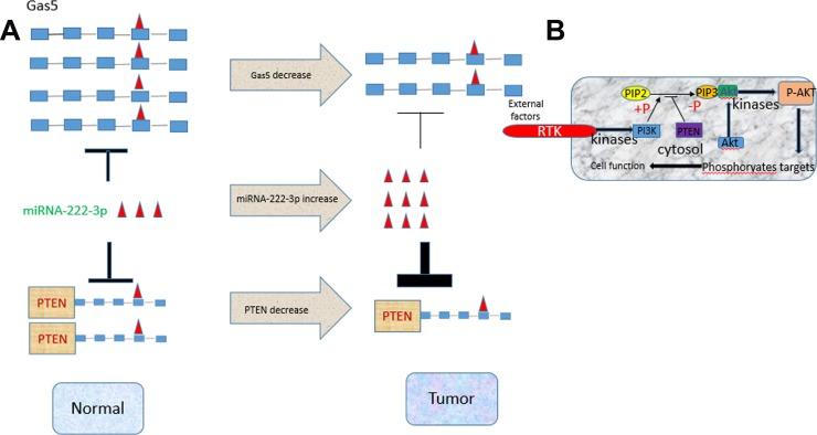 https://cdn.ncbi.nlm.nih.gov/pmc/blobs/e52f/5790480/82354bf024c6/oncotarget-09-3519-g006.jpg