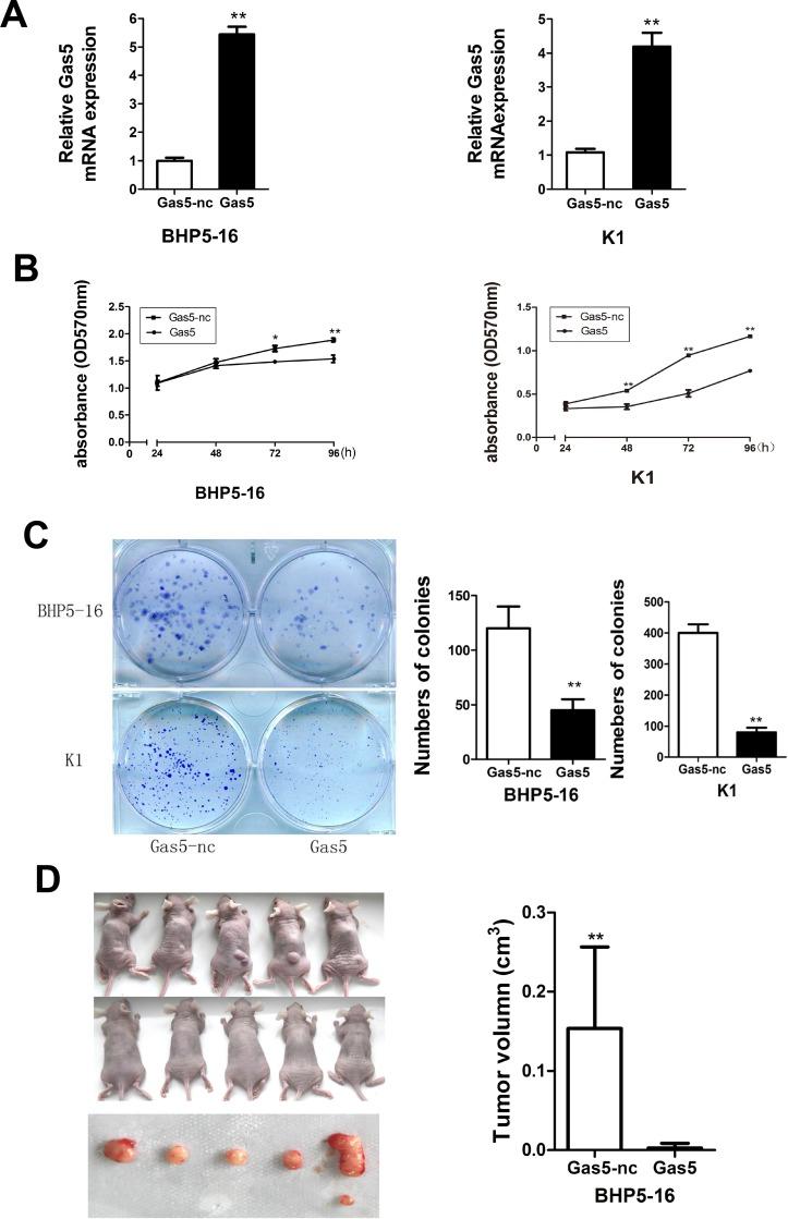 https://cdn.ncbi.nlm.nih.gov/pmc/blobs/e52f/5790480/efa22afe81c4/oncotarget-09-3519-g002.jpg