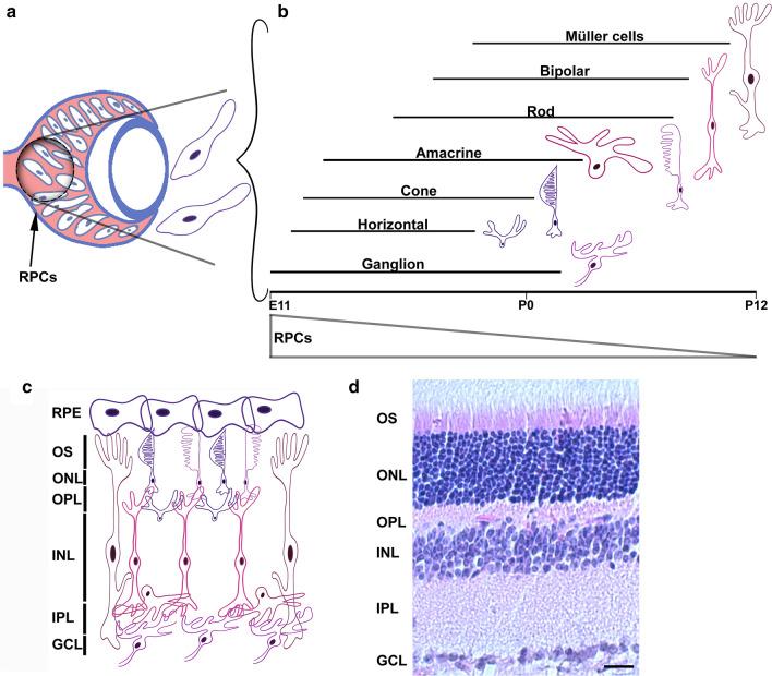 https://cdn.ncbi.nlm.nih.gov/pmc/blobs/e548/7871400/2dbf29c93277/13072_2021_384_Fig2_HTML.jpg