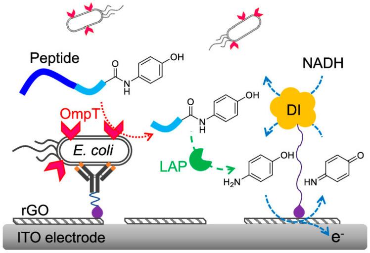 https://cdn.ncbi.nlm.nih.gov/pmc/blobs/e56c/11206384/298eaebc8584/molecules-29-02796-g015.jpg