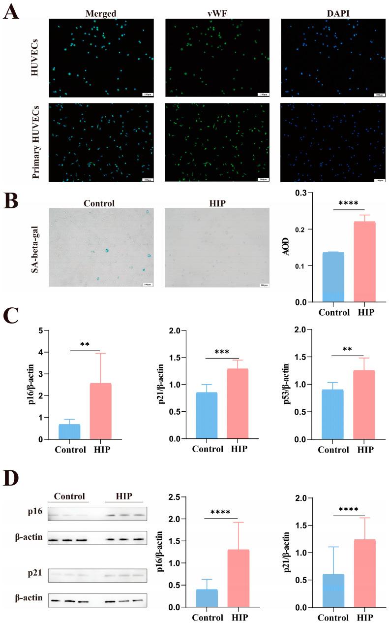 https://cdn.ncbi.nlm.nih.gov/pmc/blobs/e574/10968295/5680b5bbcf1e/biomolecules-14-00329-g001.jpg