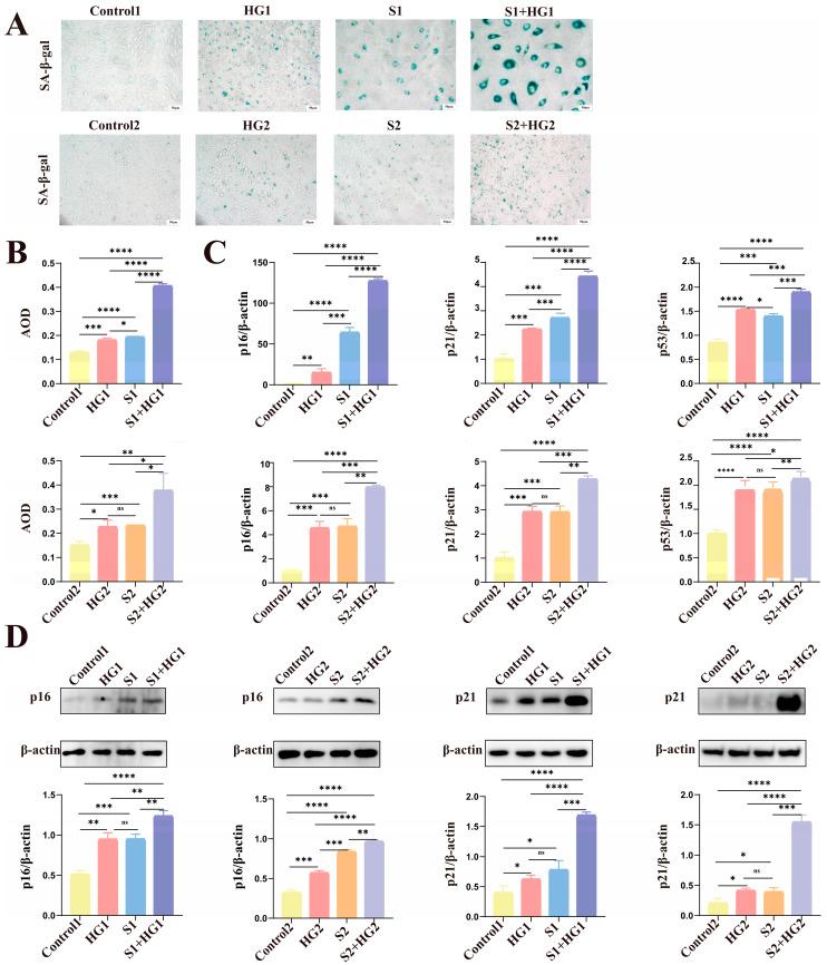 https://cdn.ncbi.nlm.nih.gov/pmc/blobs/e574/10968295/994ee21da2c7/biomolecules-14-00329-g002.jpg
