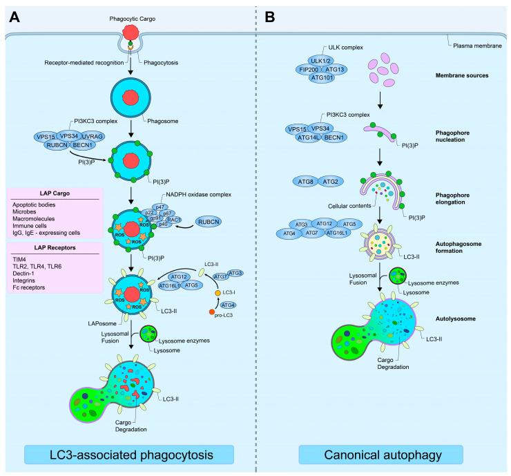 https://cdn.ncbi.nlm.nih.gov/pmc/blobs/e57c/11816126/13f0bf6869d0/cancers-17-00384-g001.jpg