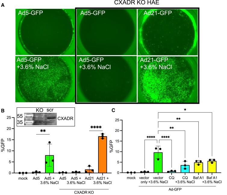 https://cdn.ncbi.nlm.nih.gov/pmc/blobs/e5ff/11381324/774d882029a6/gkae640fig4.jpg