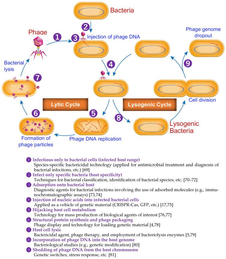 https://cdn.ncbi.nlm.nih.gov/pmc/blobs/e609/11428490/7e53f9134854/antibiotics-13-00870-g001.jpg