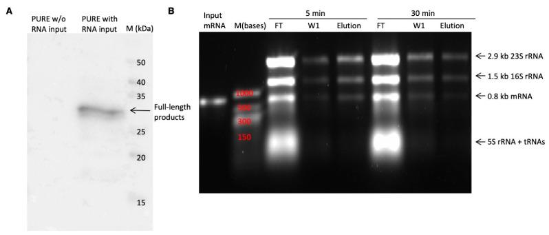 https://cdn.ncbi.nlm.nih.gov/pmc/blobs/e609/12101283/76f10d58e947/antibodies-14-00039-g007.jpg