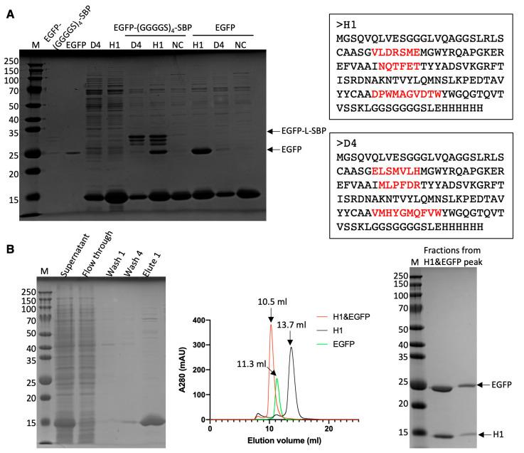 https://cdn.ncbi.nlm.nih.gov/pmc/blobs/e609/12101283/e1485ad57013/antibodies-14-00039-g005.jpg