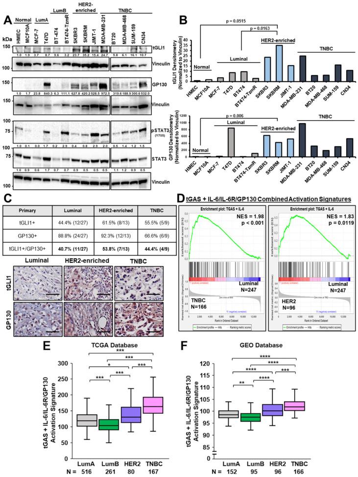 https://cdn.ncbi.nlm.nih.gov/pmc/blobs/e622/11674475/af886fd03ec1/cells-13-02087-g001.jpg