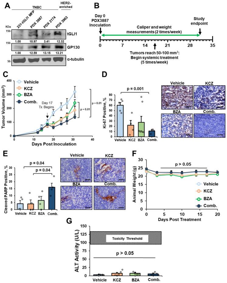 https://cdn.ncbi.nlm.nih.gov/pmc/blobs/e622/11674475/b5c2bf9ddc52/cells-13-02087-g006.jpg
