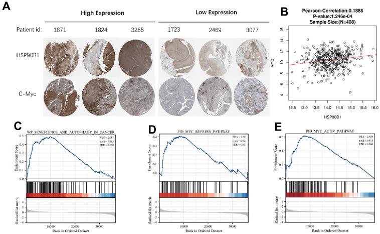 https://cdn.ncbi.nlm.nih.gov/pmc/blobs/e626/10457043/210527e18779/aging-15-204863-g006.jpg