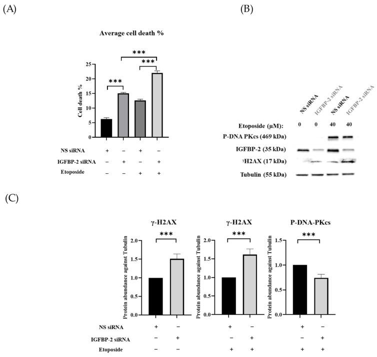 https://cdn.ncbi.nlm.nih.gov/pmc/blobs/e63f/11171178/5c6c0e100b21/cancers-16-02113-g001a.jpg