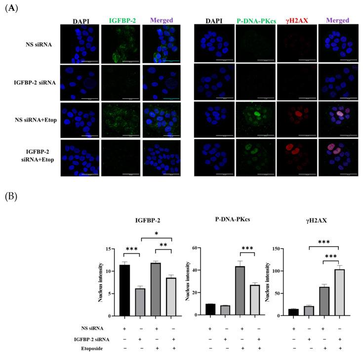 https://cdn.ncbi.nlm.nih.gov/pmc/blobs/e63f/11171178/b89dcd6f6e15/cancers-16-02113-g002.jpg