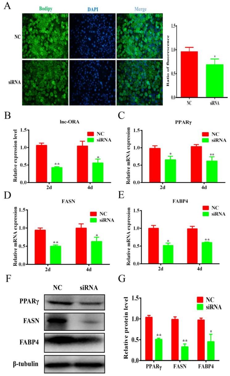 https://cdn.ncbi.nlm.nih.gov/pmc/blobs/e66e/6562744/4582fe048ecc/cells-08-00477-g008.jpg