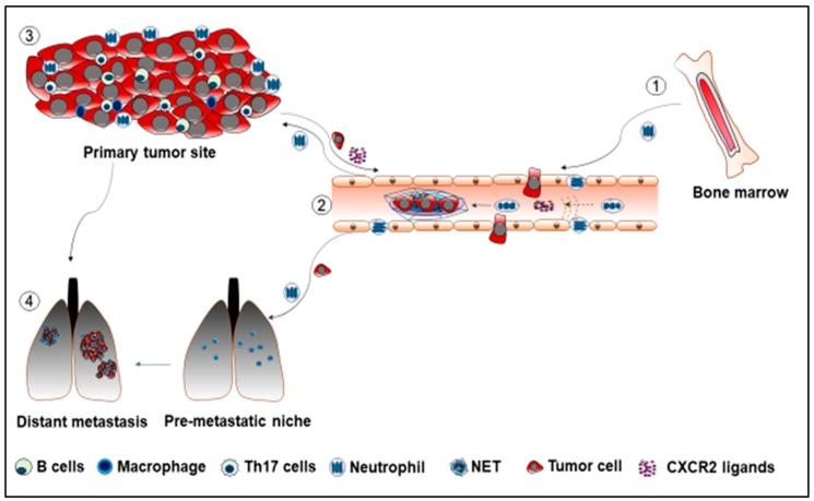 https://cdn.ncbi.nlm.nih.gov/pmc/blobs/e674/6520693/2ec75f3e06f8/cancers-11-00564-g001.jpg