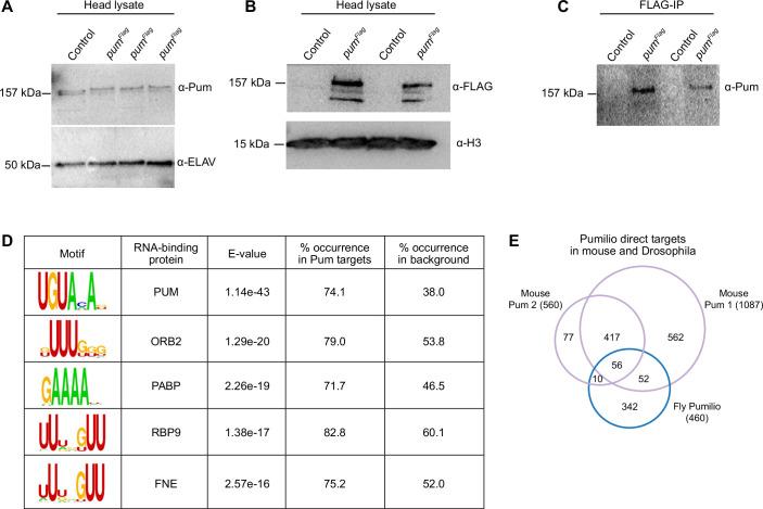https://cdn.ncbi.nlm.nih.gov/pmc/blobs/e681/11976915/b48e3d5b09b1/44319_2025_401_Fig7_ESM.jpg