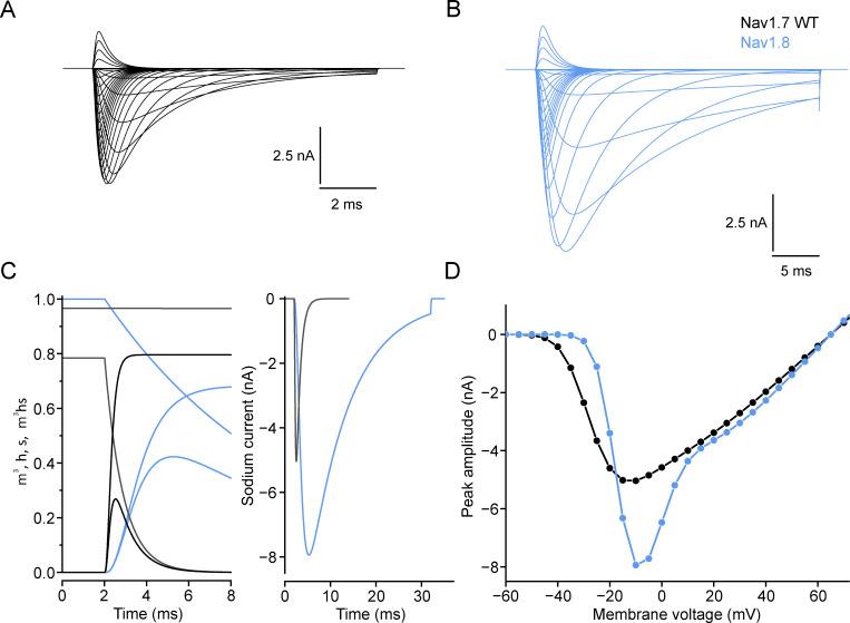 https://cdn.ncbi.nlm.nih.gov/pmc/blobs/e6be/11465073/1f4c4bf5b7fc/JGP_202413596_FigS1.jpg