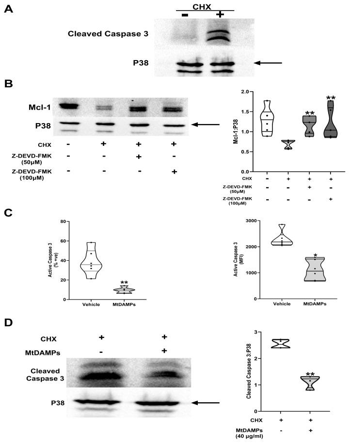 https://cdn.ncbi.nlm.nih.gov/pmc/blobs/e720/12109945/394675cb4589/cells-14-00754-g010.jpg