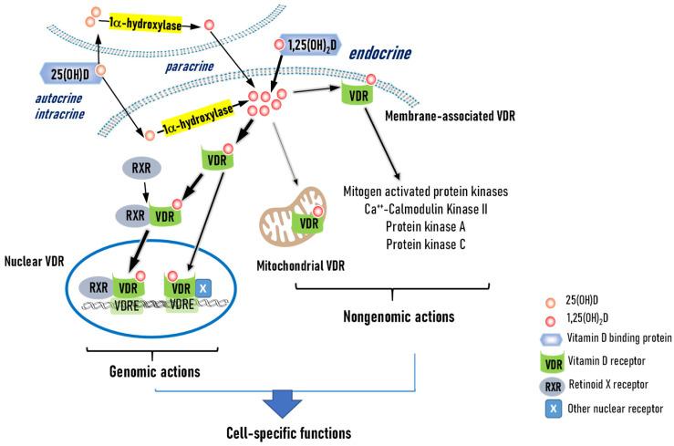 https://cdn.ncbi.nlm.nih.gov/pmc/blobs/e734/11820181/2b5bf64f059f/nutrients-17-00586-g002.jpg