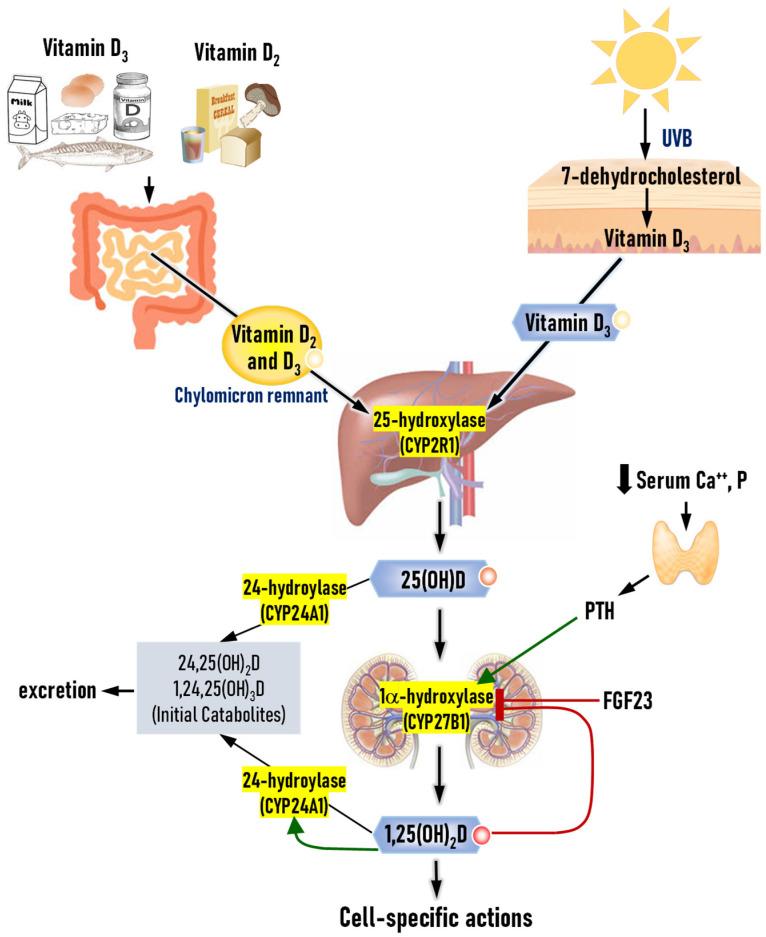 https://cdn.ncbi.nlm.nih.gov/pmc/blobs/e734/11820181/3826e7c0788e/nutrients-17-00586-g001.jpg