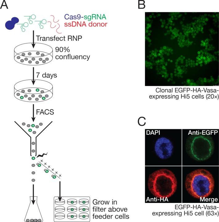 https://cdn.ncbi.nlm.nih.gov/pmc/blobs/e7bf/5844692/9ab3adc56313/elife-31628-fig8.jpg