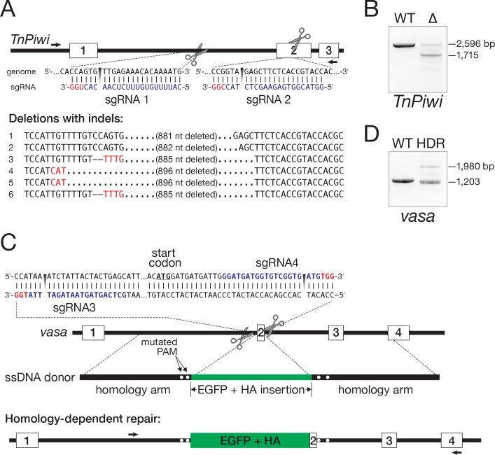 https://cdn.ncbi.nlm.nih.gov/pmc/blobs/e7bf/5844692/ab70d8224c77/elife-31628-fig7.jpg