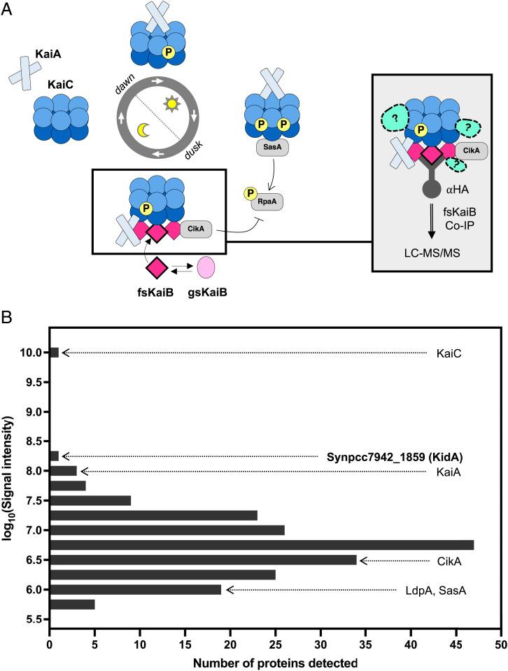 https://cdn.ncbi.nlm.nih.gov/pmc/blobs/e7fe/9478674/f38785d071a0/pnas.2202426119fig01.jpg