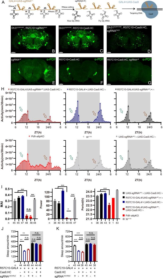 https://cdn.ncbi.nlm.nih.gov/pmc/blobs/e818/11060718/4ae1c1eb94da/elife-91927-fig2.jpg
