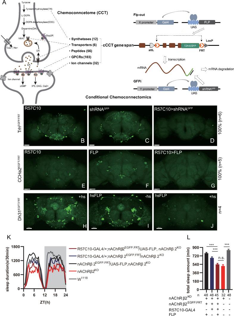 https://cdn.ncbi.nlm.nih.gov/pmc/blobs/e818/11060718/69b06bdf43c4/elife-91927-fig1.jpg