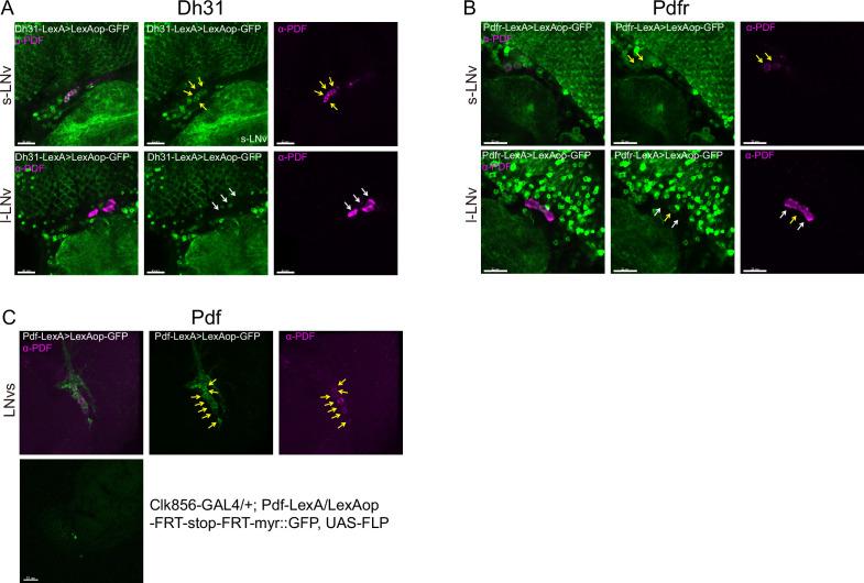 https://cdn.ncbi.nlm.nih.gov/pmc/blobs/e818/11060718/cfe09e4545ac/elife-91927-fig4-figsupp3.jpg